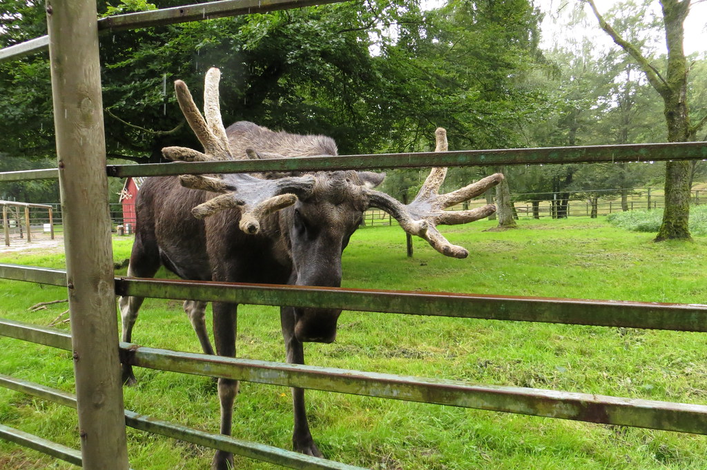 moose in animal park