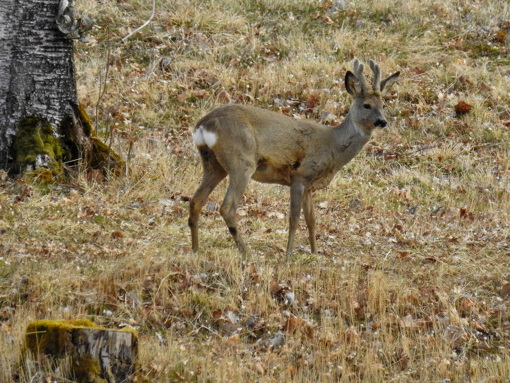 vastnmanland roe deer