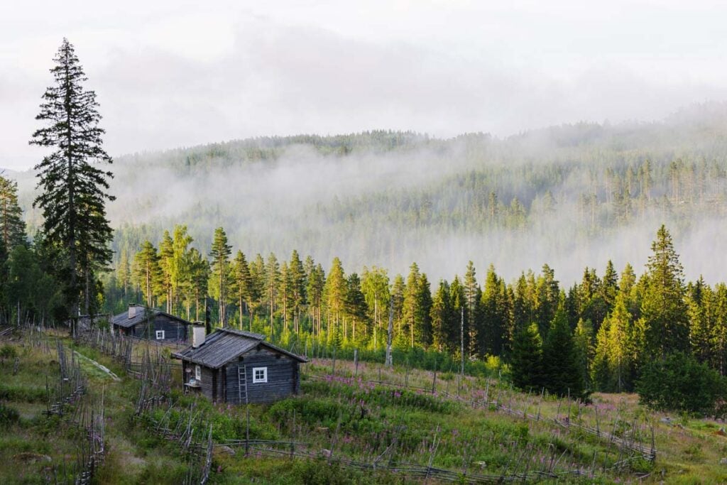 A small cabin sits on top of a hill in a forest.